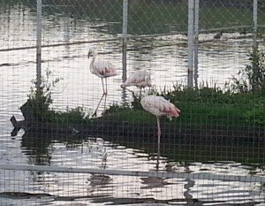 yaroslavskiy_zoopark_flamingo