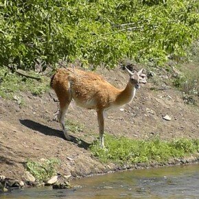 Кудыкина гора в сафари-парке гуляет лама