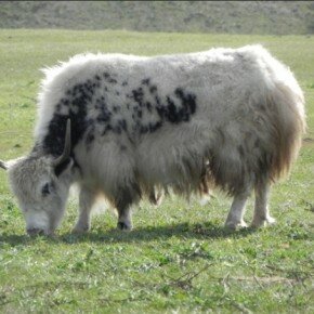 Кудыкина гора: Сафари-парк -овцебык