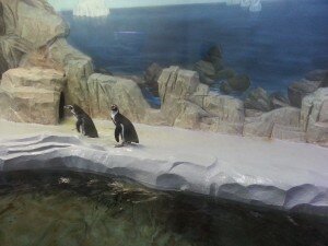 Пингвины в воронежском океанариуме