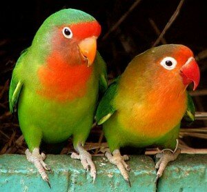 Зоопарк в липецке попугаи