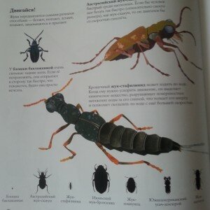 Книги о животных жуки