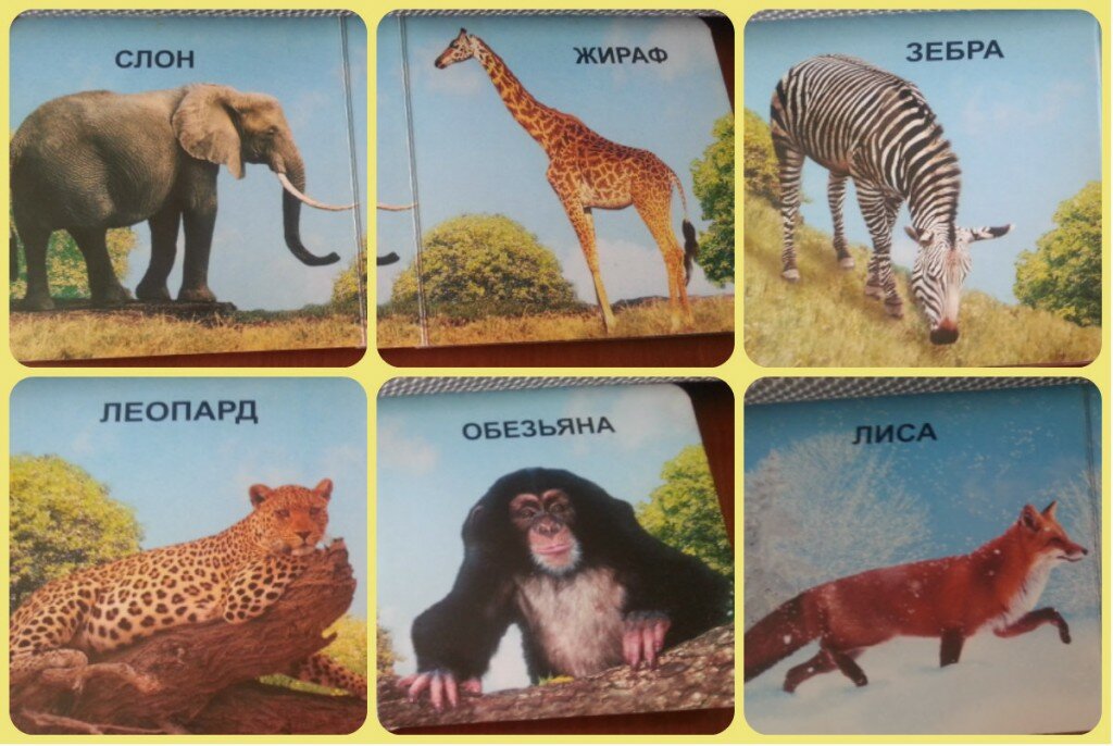 Книги о животных малышам
