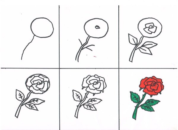 рисунок роза