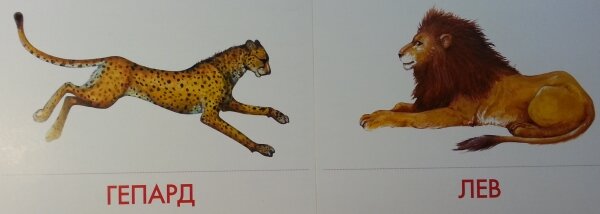 Дидактические карточки: лев и гепард