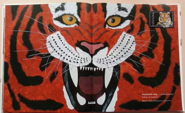 Картинки животных: Амурский тигр