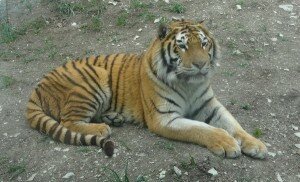 saferi_park_tigr