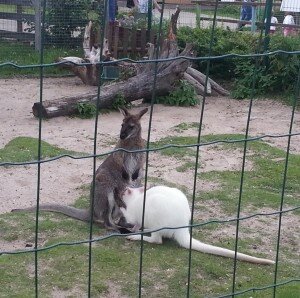 yaroslavskiy_zoopark_kenguru_1