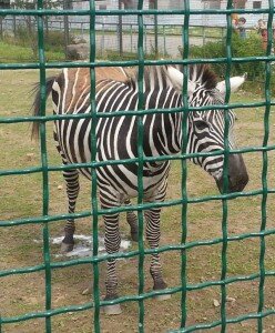 yaroslavskiy_zoopark_zebra