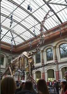 Скелет динозавра брахиозавра