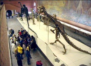 Музей скелетов динозавров