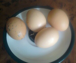 Куриные яйца 