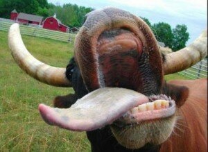 Рот коровы