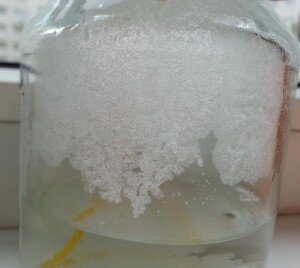 Как вырастить кристалл из соли 