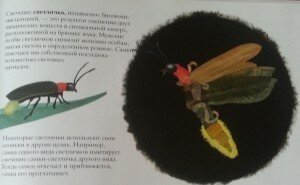Книги о животных: жуки - светлячки