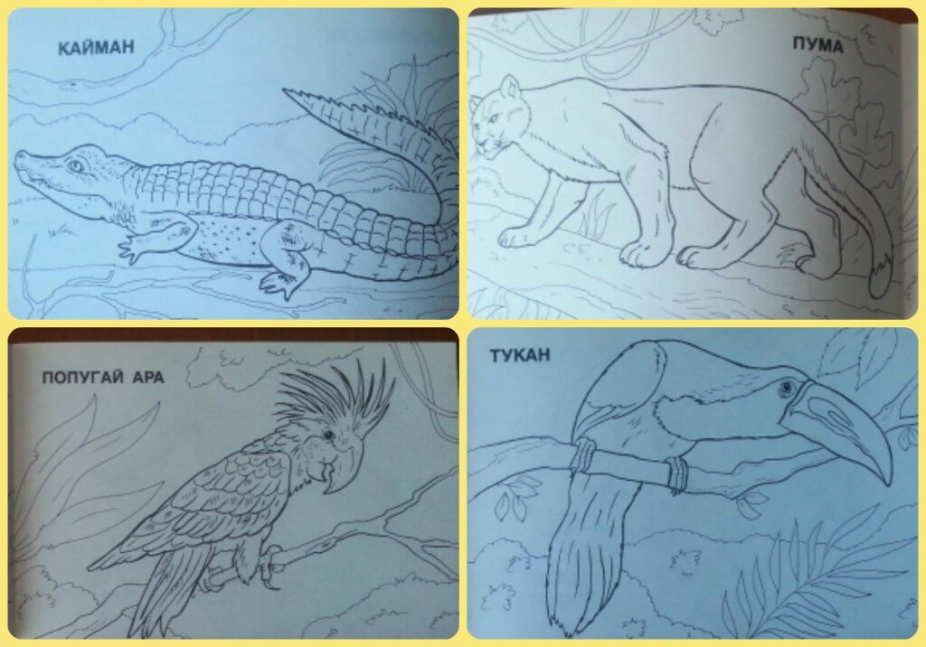 Книга-раскраска о животных