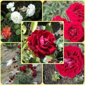 Розы в дендрарии
