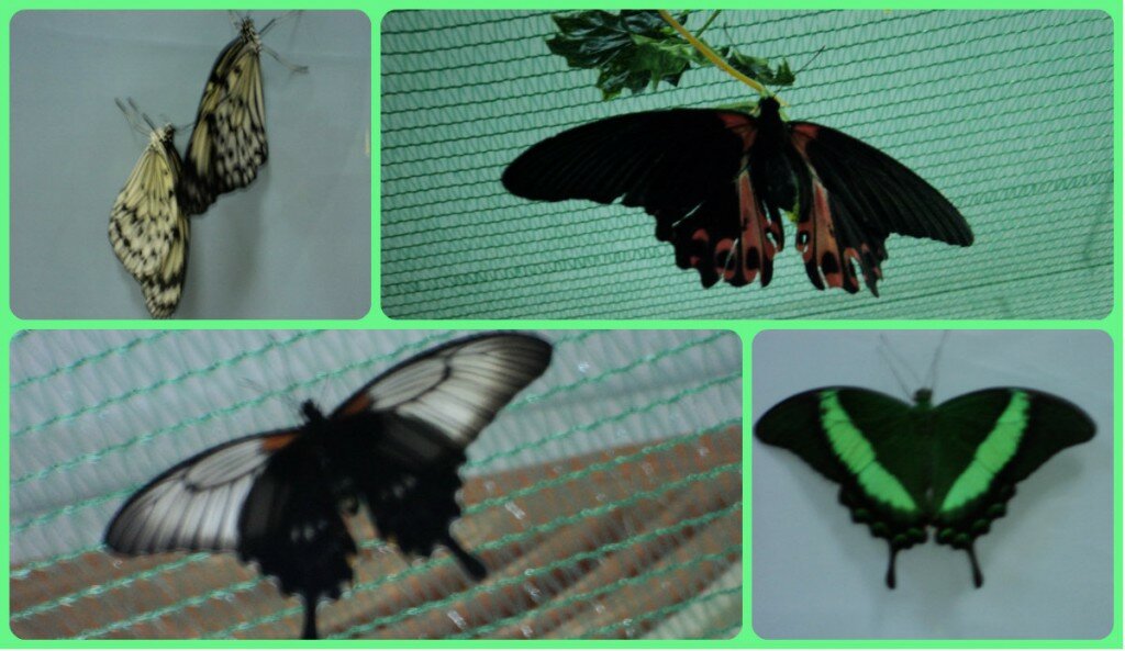 выставка бабочек коллаж